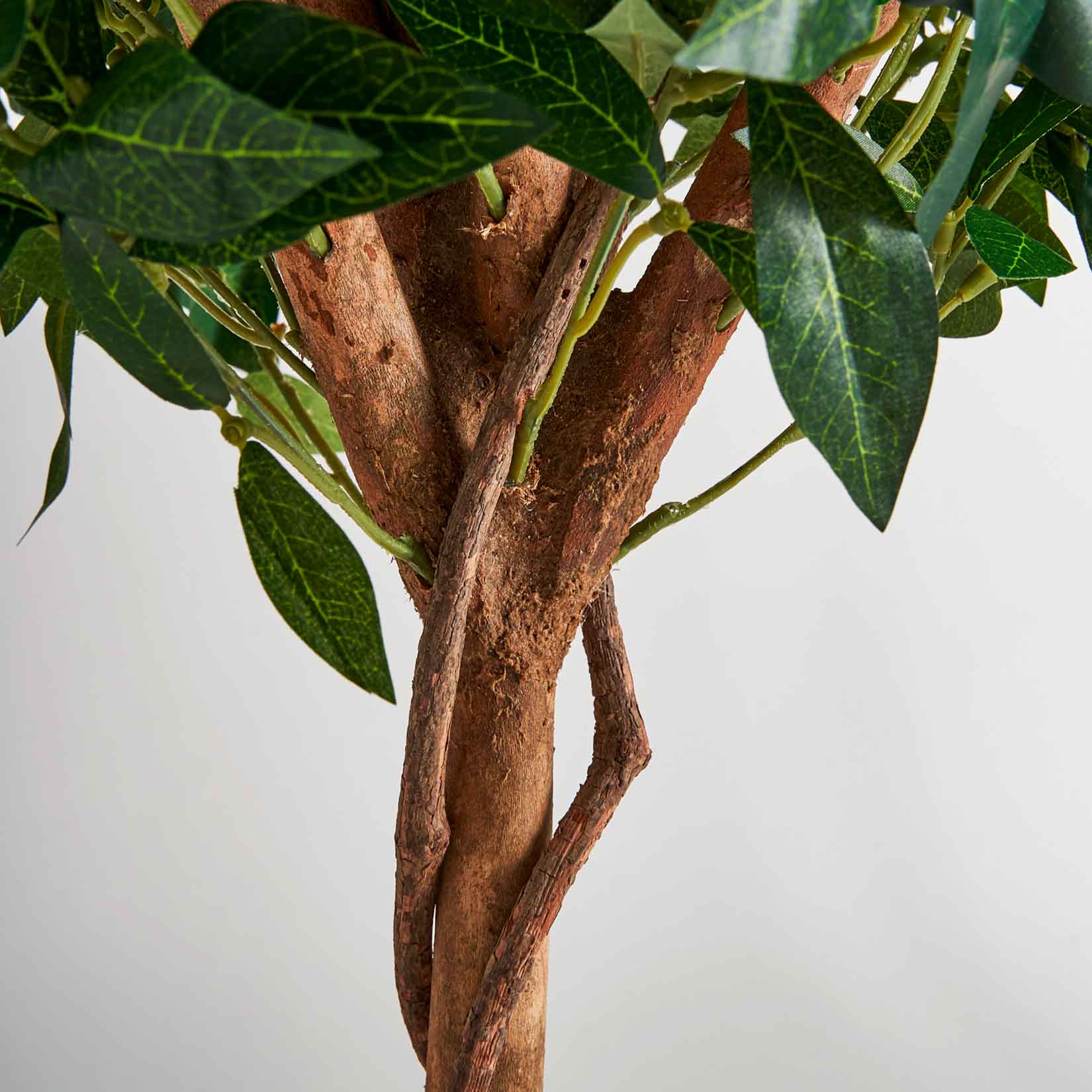 Laurel Plant
