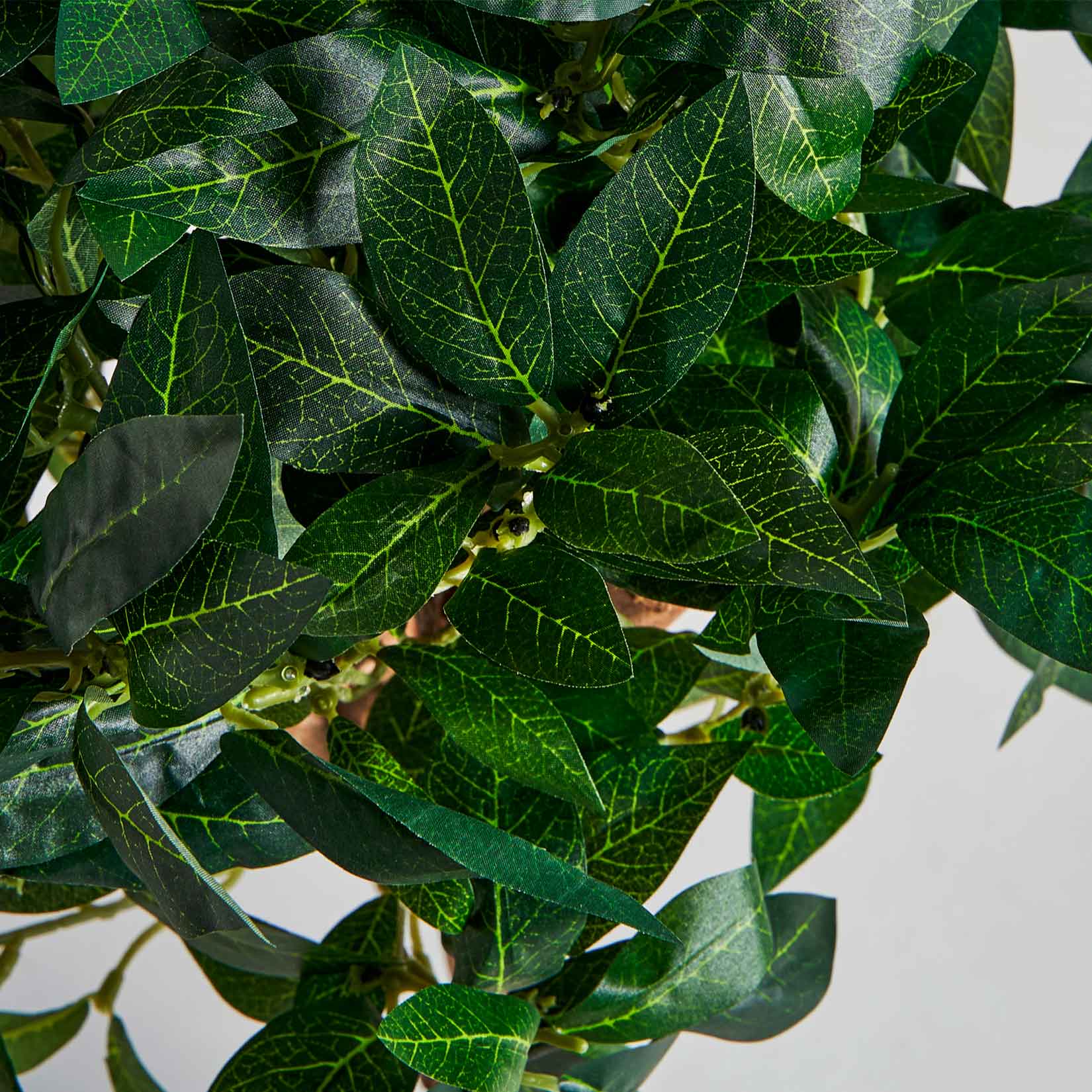 Laurel Plant