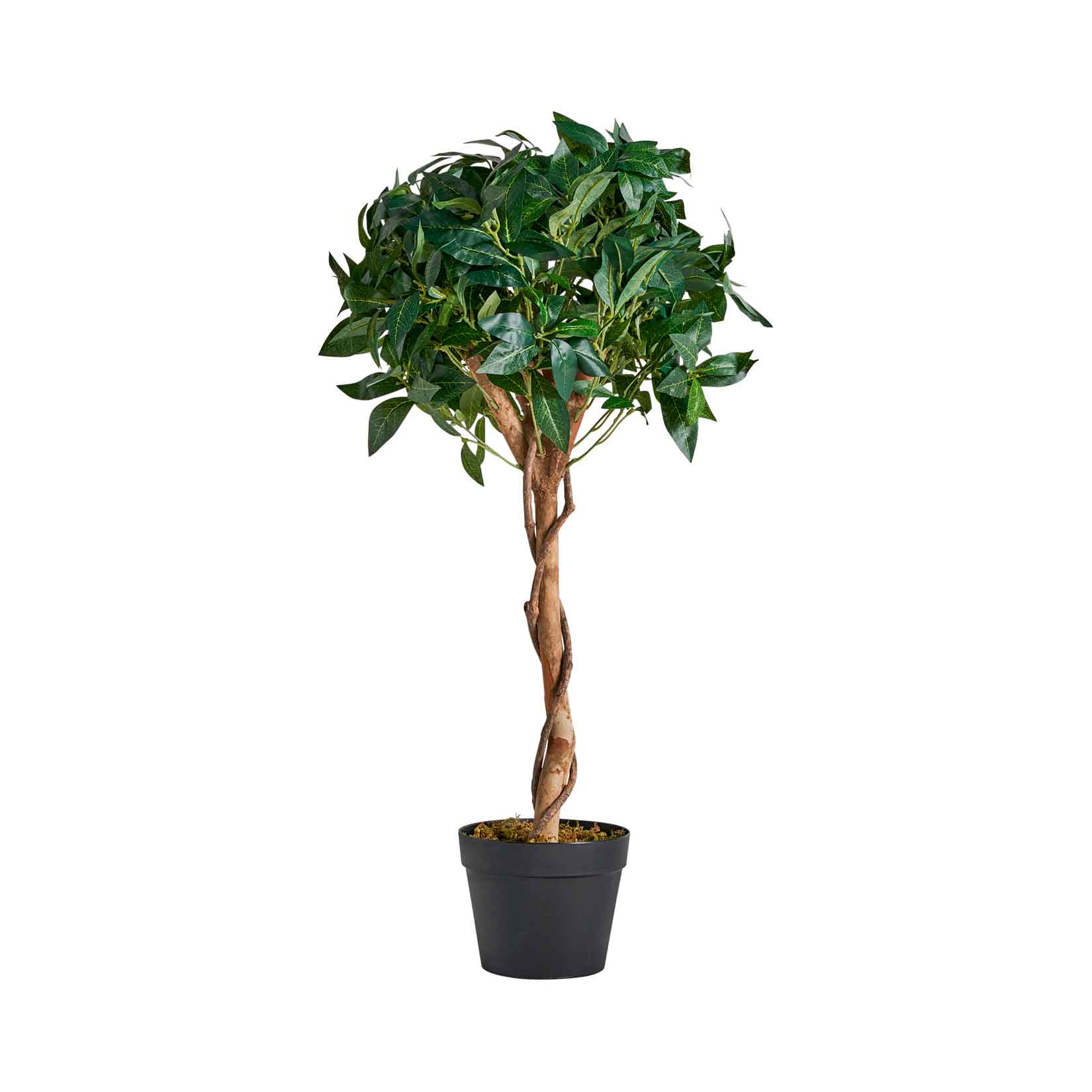 Laurel Plant