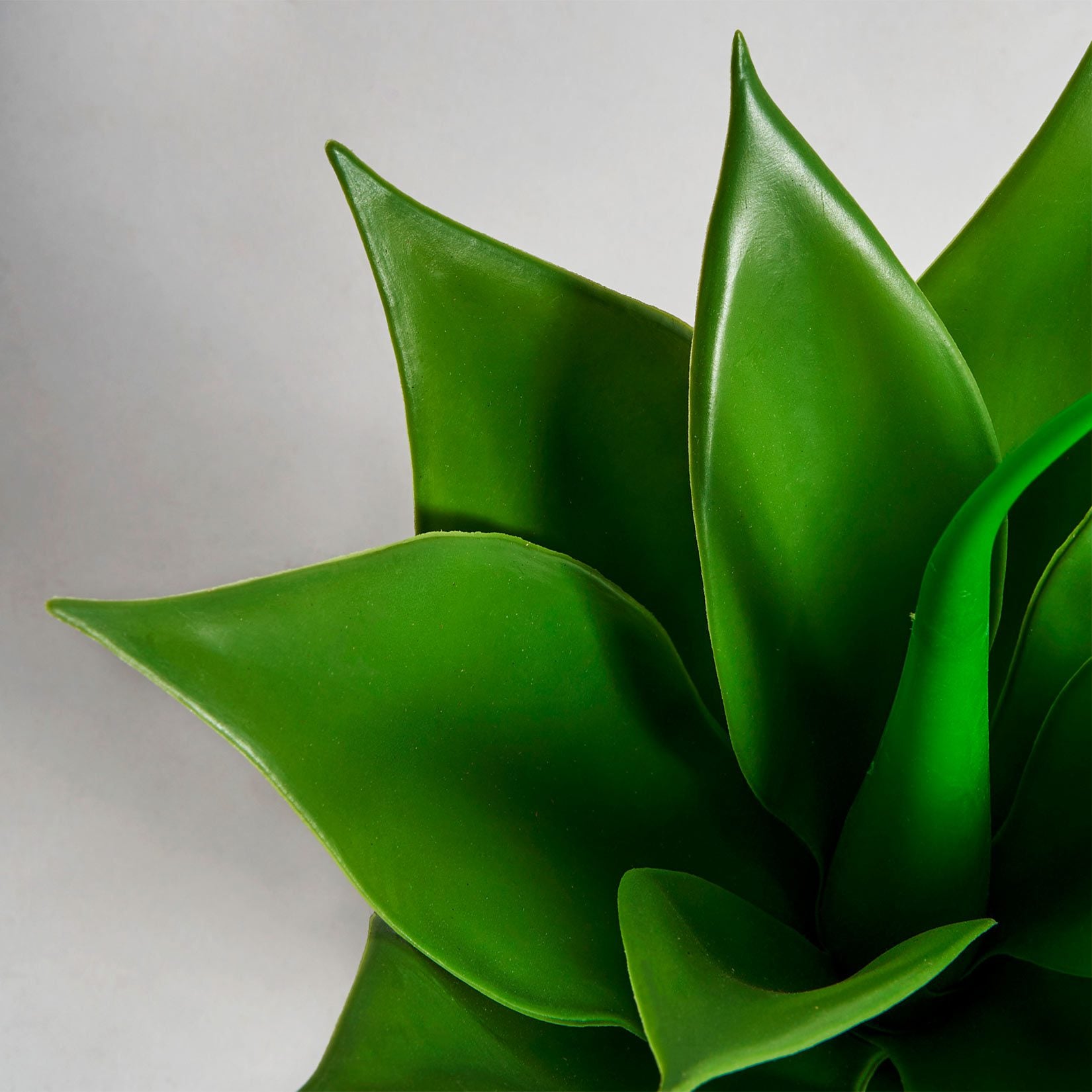 Lotus L Plant