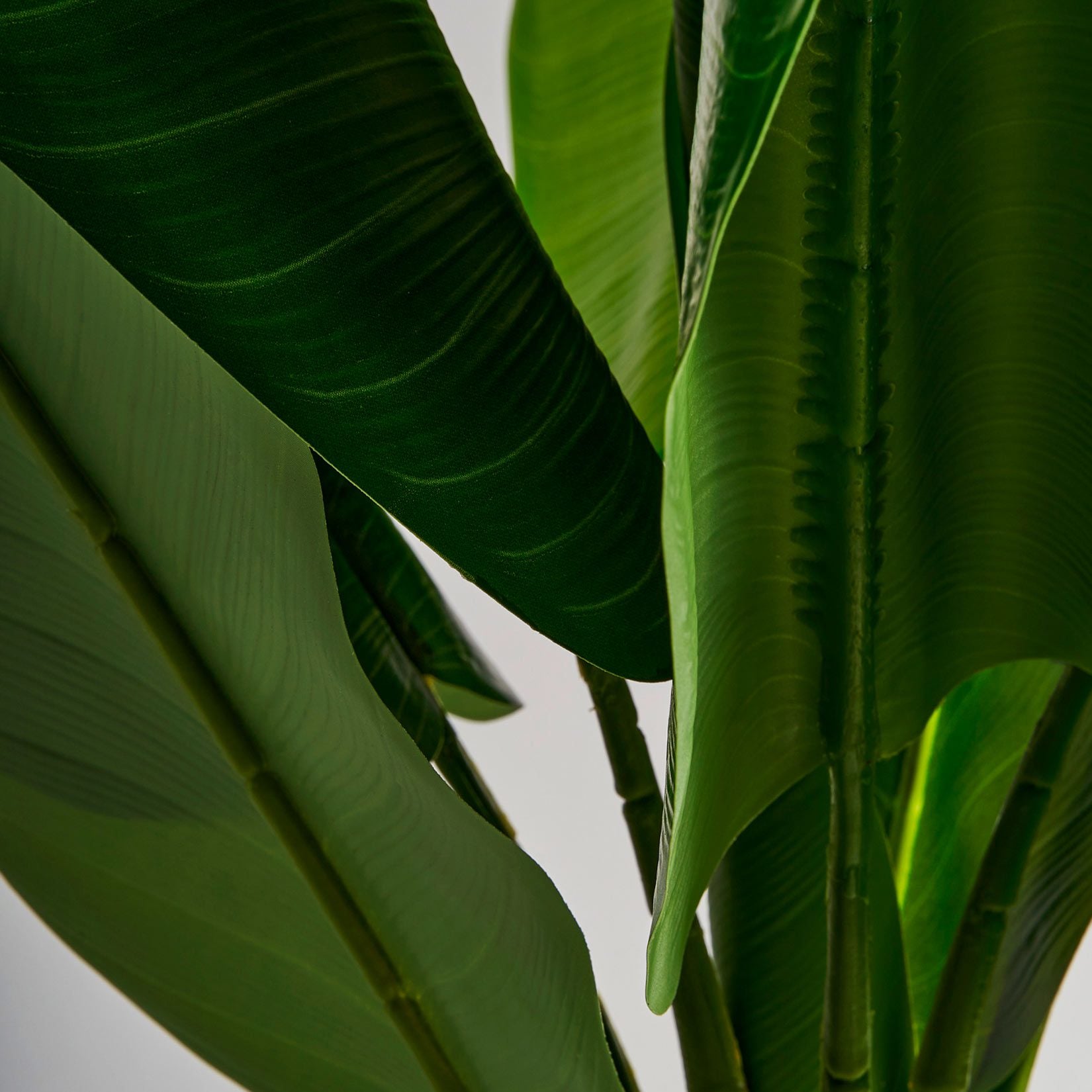 Banana Plant