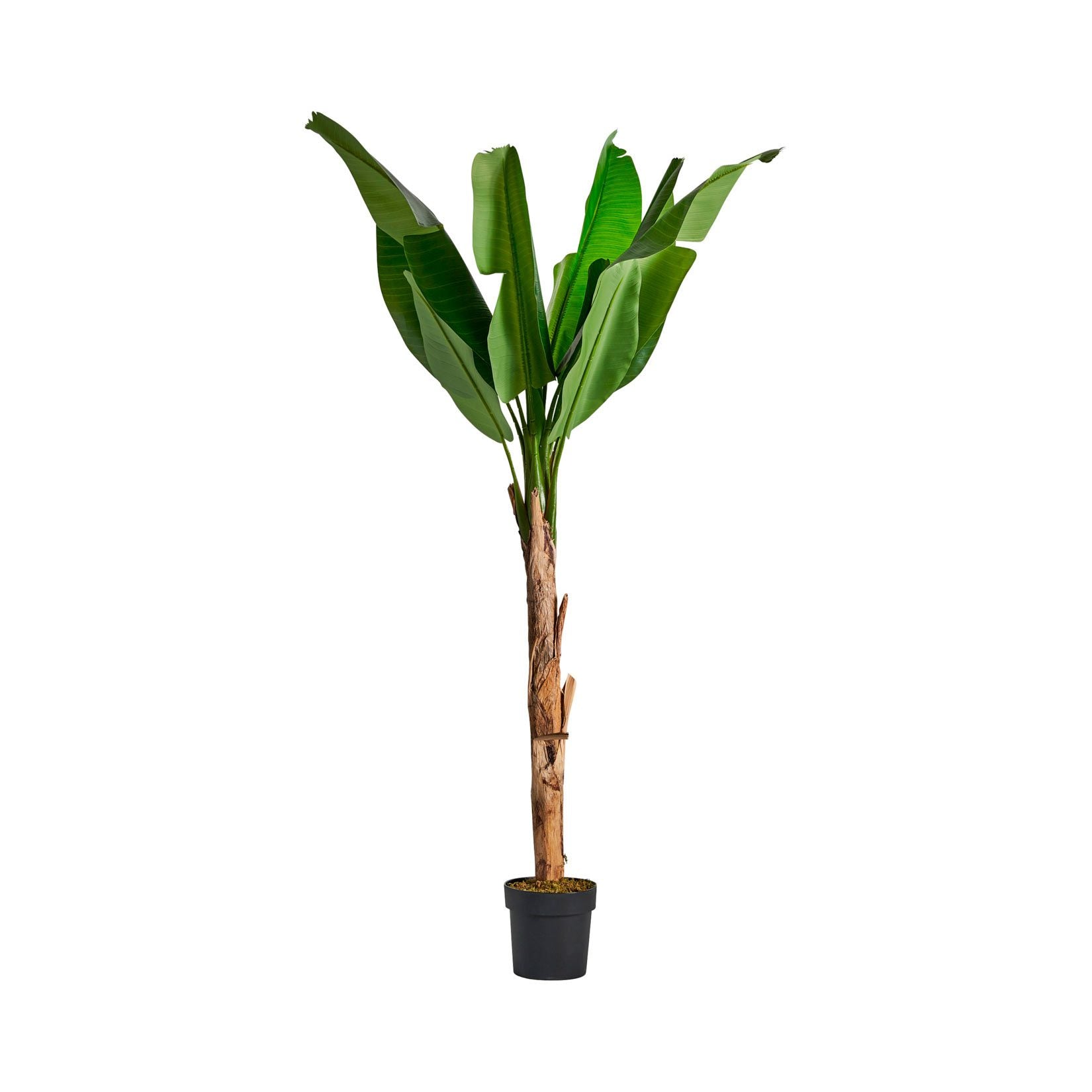 Planta Bananeira